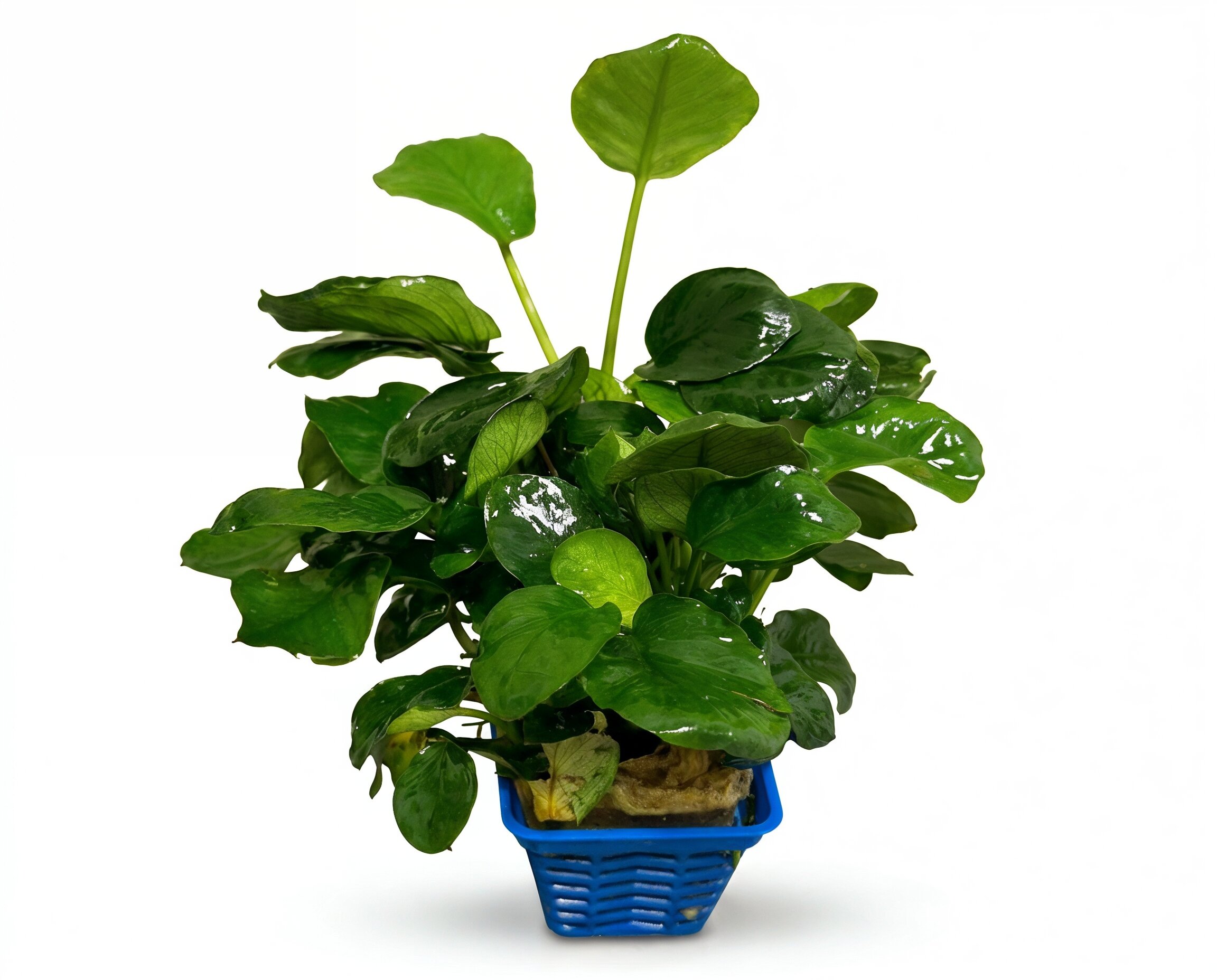 Anubias barteri 'Coin Leaf' (Coin Leaf Anubias)